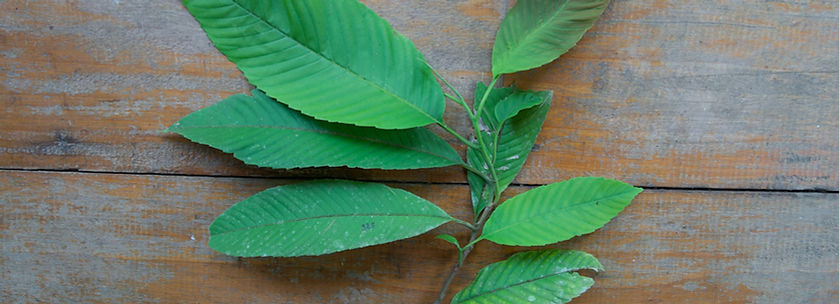 Prochilodus nigricans_edited.jpg