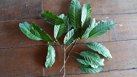 Clarisia	Biflora