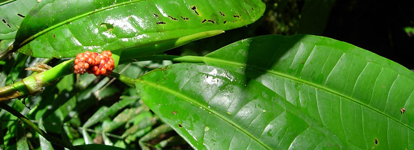 Prochilodus nigricans_edited.jpg