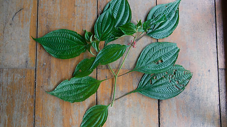 Miconia	Nervosa