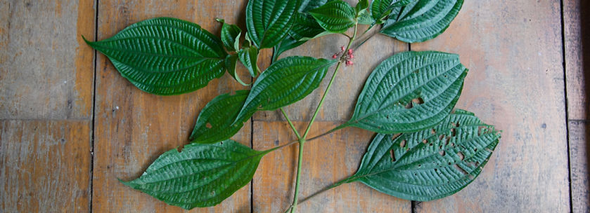 Prochilodus nigricans_edited.jpg