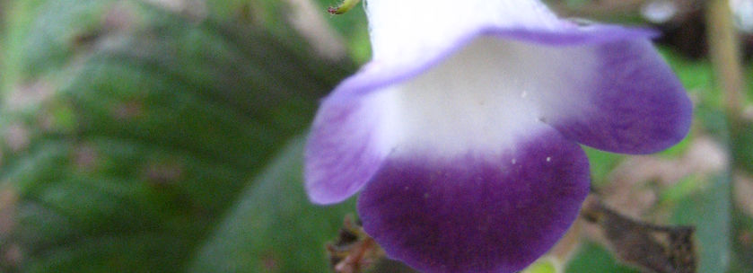 Prochilodus nigricans_edited.jpg