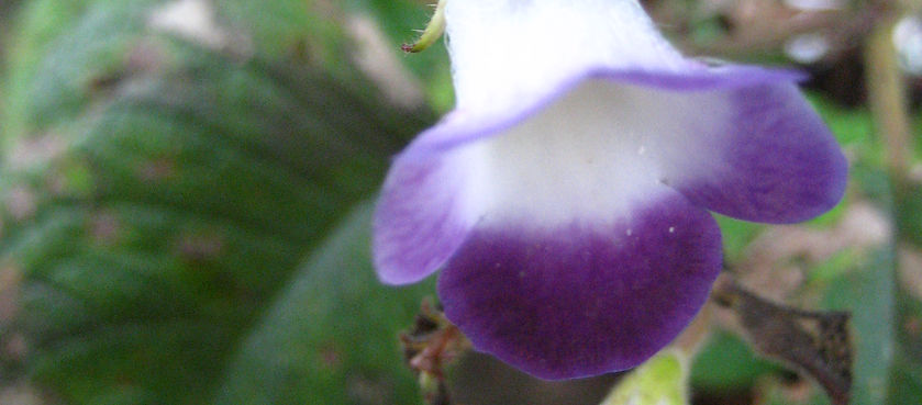 Phlebodium decumanum