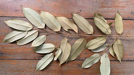 Parinari Occidentalis