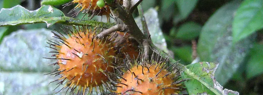 Prochilodus nigricans_edited.jpg