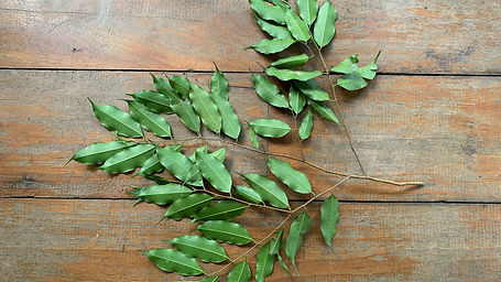 Micropholis Guianensis