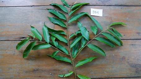 Guatteria	Pteropus