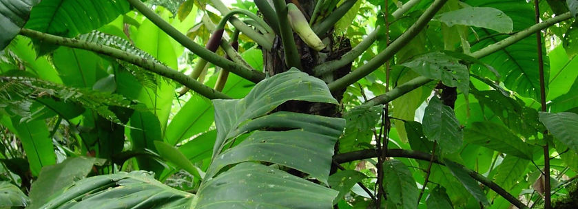 Prochilodus nigricans_edited.jpg