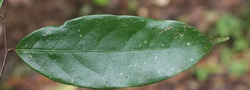 Prochilodus nigricans_edited.jpg