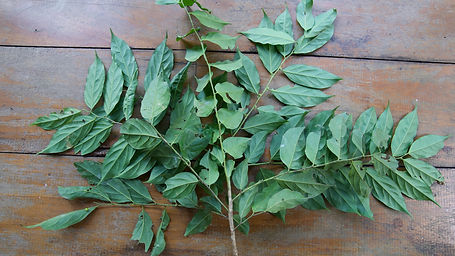 Casearia	Silvestris