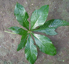 Anthurium_7_PhotoSwanson.JPG