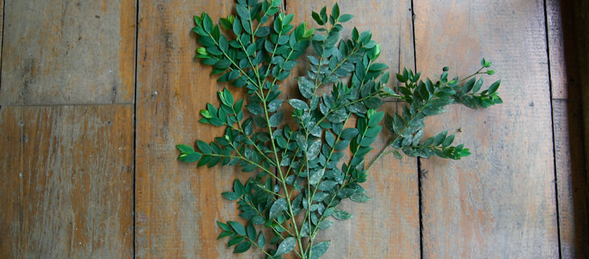 Phlebodium decumanum