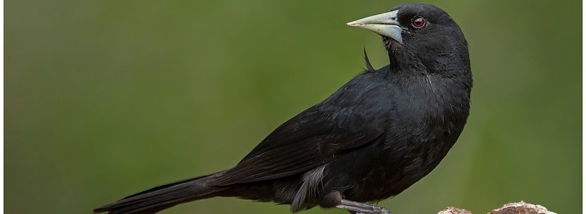 Prochilodus nigricans_edited.jpg