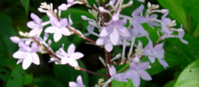 Phlebodium decumanum