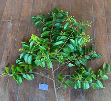 490. Hypericaceae Visnia minutiflora.jpeg