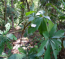 113 Urticaceae Puoroma cecropiifolia.jpeg
