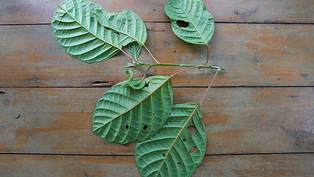 Hyeronima	Alchornioides