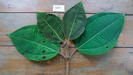 	Miconia	Pleana