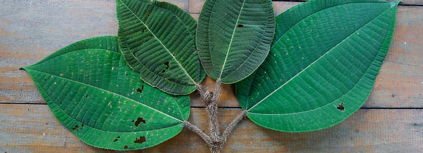 Prochilodus nigricans_edited.jpg