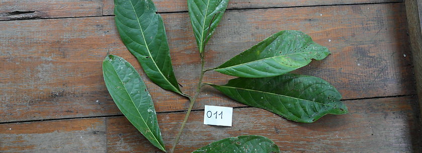 Prochilodus nigricans_edited.jpg