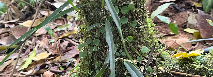 Prochilodus nigricans_edited.jpg