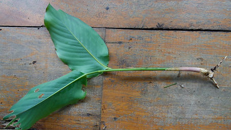 Calathea Inoscephala