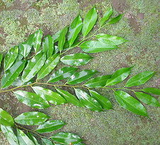 Moraceae_Clarissa_racemosa_Q_Atun_Chinchi_Photo_Swanson.JPG