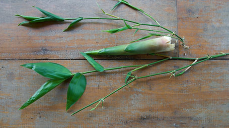 Guadua Superba
