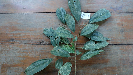 Banara	Grandiflora