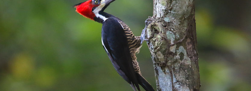 Prochilodus nigricans_edited.jpg