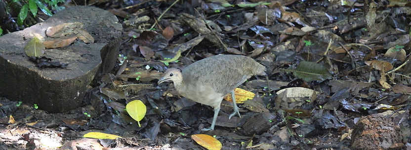 Prochilodus nigricans_edited.jpg