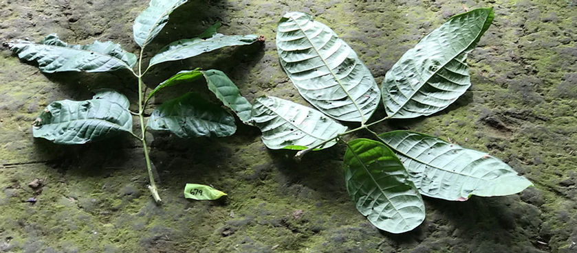 Phlebodium decumanum