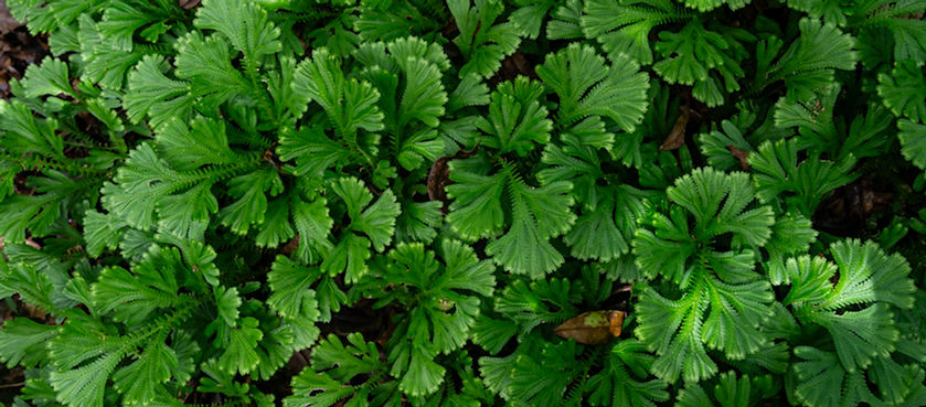 Phlebodium decumanum