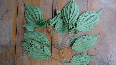 Miconia	Nervosa