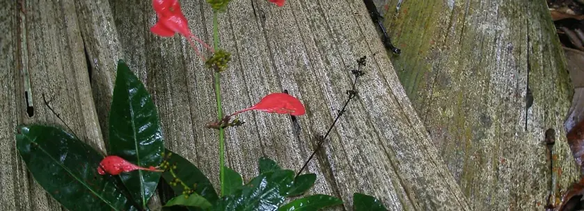 Prochilodus nigricans_edited.jpg