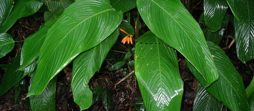 Phlebodium decumanum