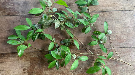  Erythroxilum Coca