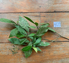 409. Rubiaceae Psychotria viridian.jpeg