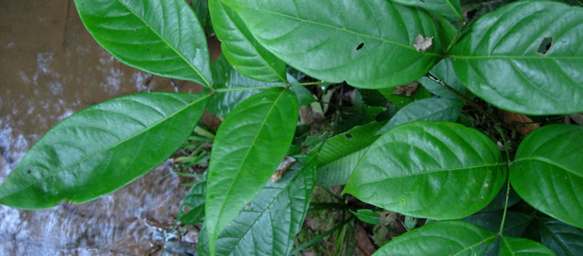 Phlebodium decumanum