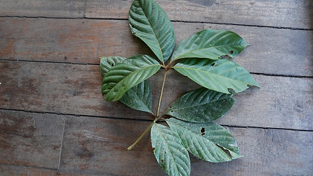 Rhodostemonodaphne	Kunthiana