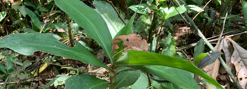 Prochilodus nigricans_edited.jpg