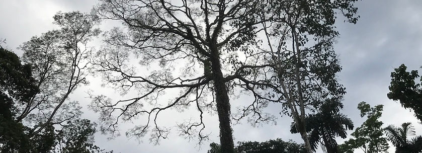 Prochilodus nigricans_edited.jpg