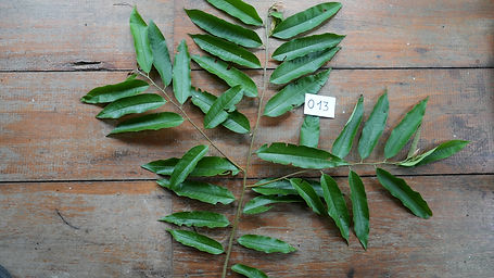 Guatteria	Boliviana