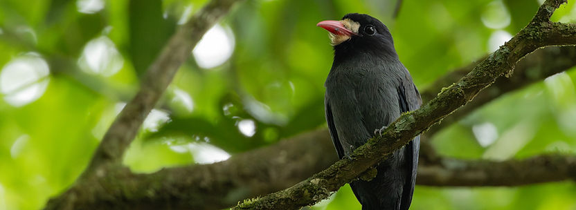 Prochilodus nigricans_edited.jpg