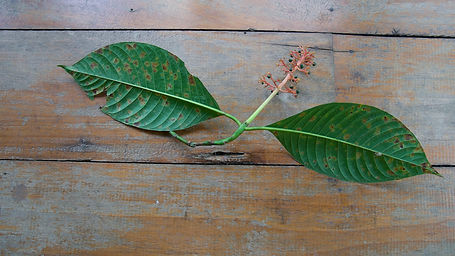 Palicourea	lasiantha