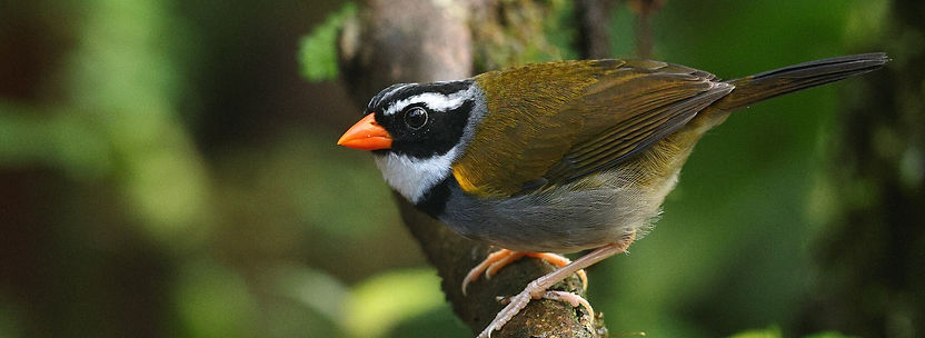 Prochilodus nigricans_edited.jpg