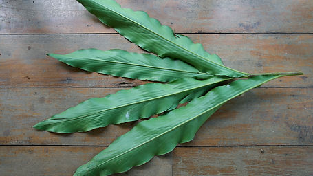 Renealmia	Alpina