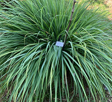 497. Poaceae Cymbopogon citratus.jpeg