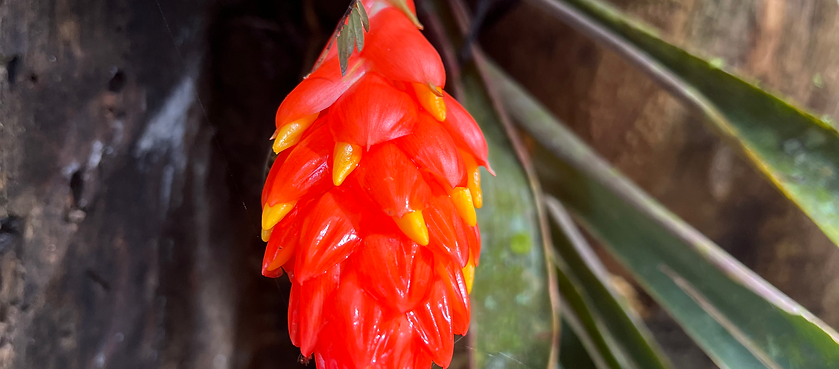 Phlebodium decumanum