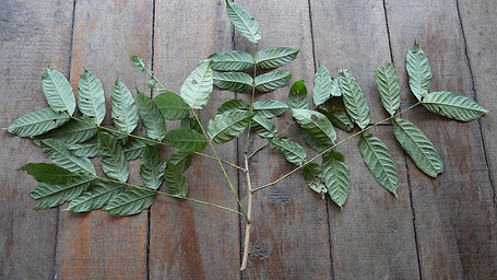 Sweitenia	Macrophylla